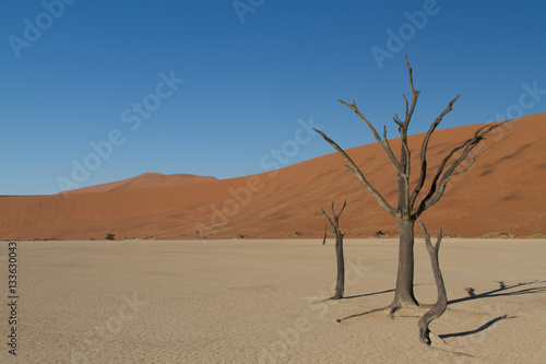 Dead tree, Dead Vlei, Sossusvlei, Namib Desert, Namibia