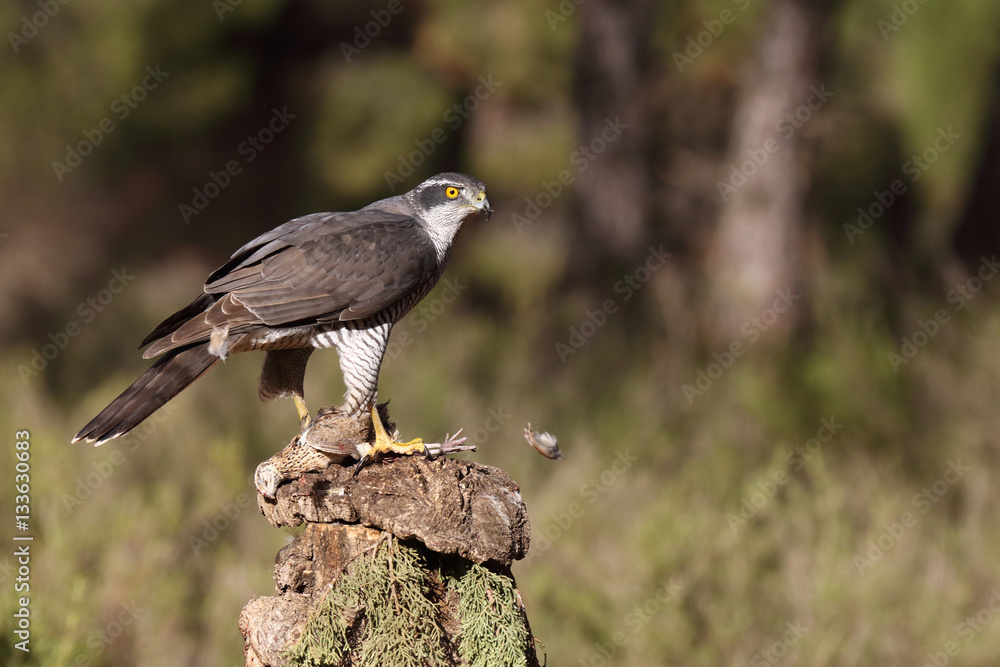 Eurasian goshawk Eurasian goshawk