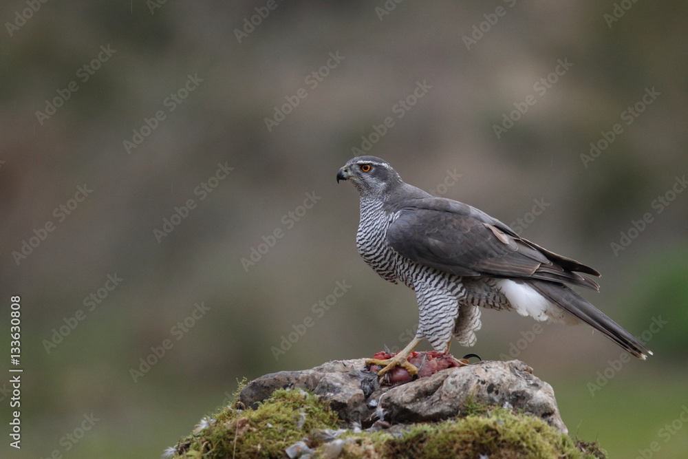 Fototapeta premium Eurasian goshawk