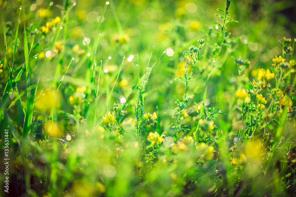 Beautiful landscape the wildlife. Fresh green grass and yellow wildflowers with water drops on the background of sunlight beams. The idea of the background of Mother's day, 8 March 