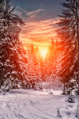 Wonderful winter landscape. snow covered pine tree over the mountain river under sunlight. colorful sky. wonderful, amazing view. christmas holiday concept. picturesque amazing scene.