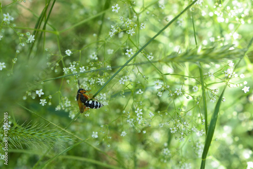 Background of small flowers. Wasp