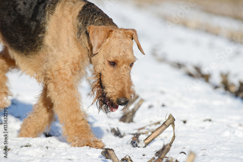 Obraz na płótnie dog airedale terrier in the snow