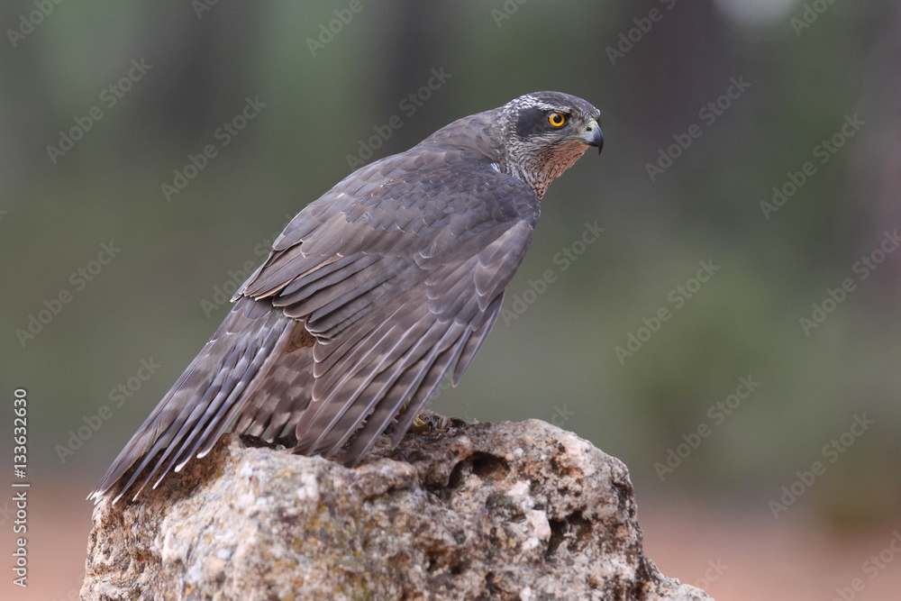 Obraz premium Eurasian goshawk