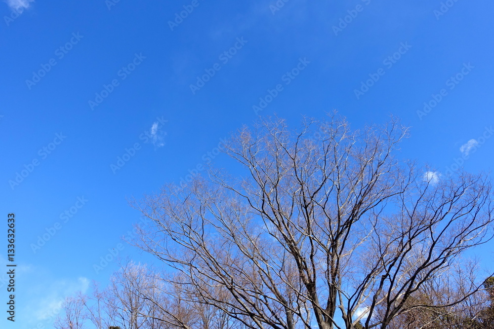 冬の空
