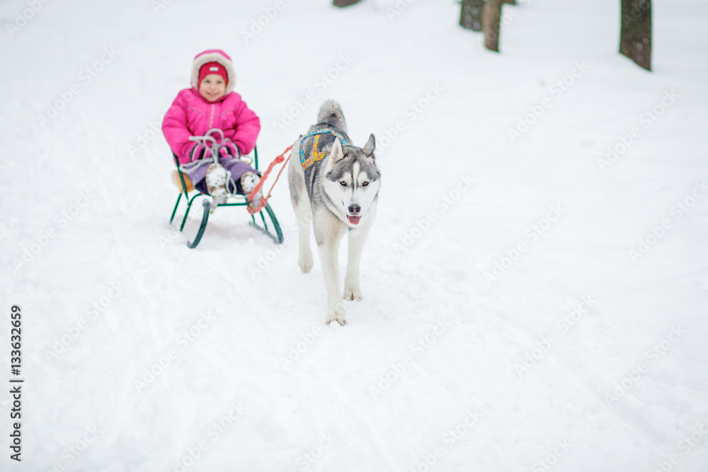 Adorable little girl having a cuddle with husky sled dog Adorable little girl having a cuddle with husky sled dog