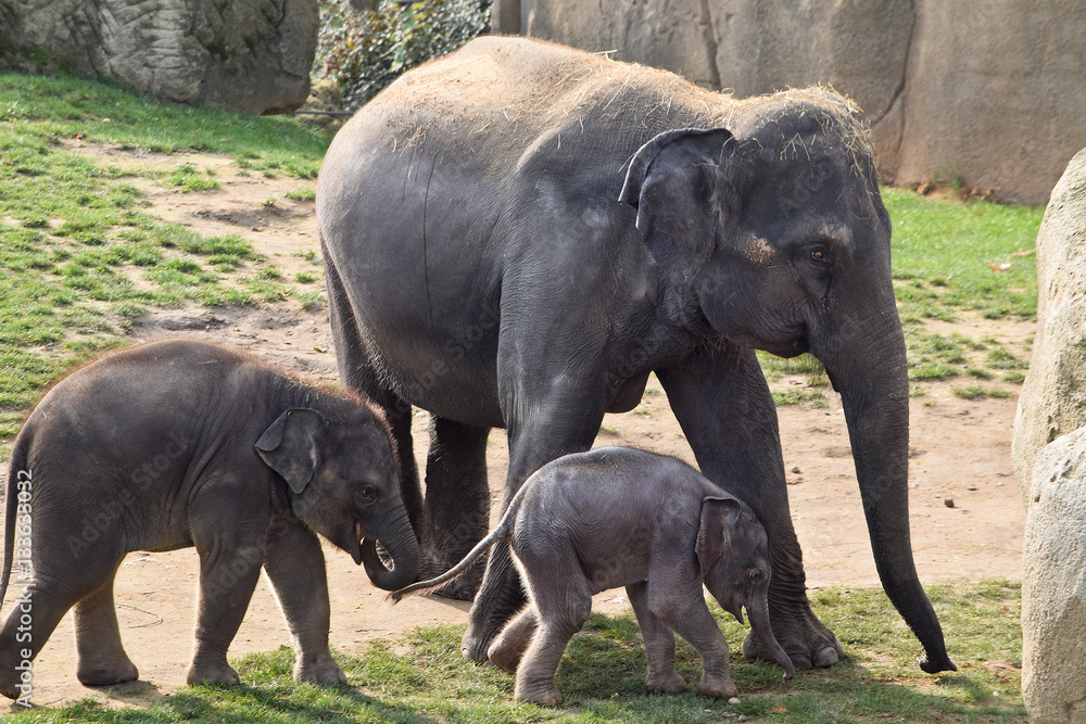 Fototapeta premium Asian elephants with calves in the zoo