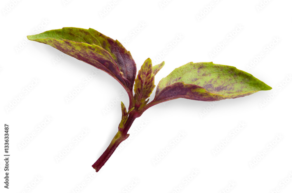 Fototapeta premium Basil herb closeup isolated on white background