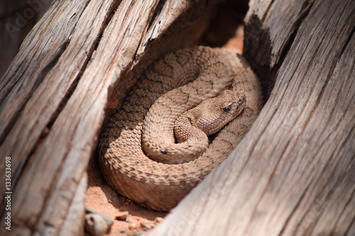 Tableau sur toile Midget Faded Rattlesnake in the wilds, Colorado