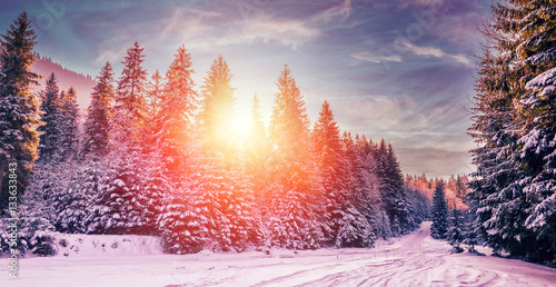 Majestic winter landscape. frosty pine tree under sunlight at sunset. christmas holiday concept, unusual wonderful landscape. fantastic wintry background. instagram effect. 