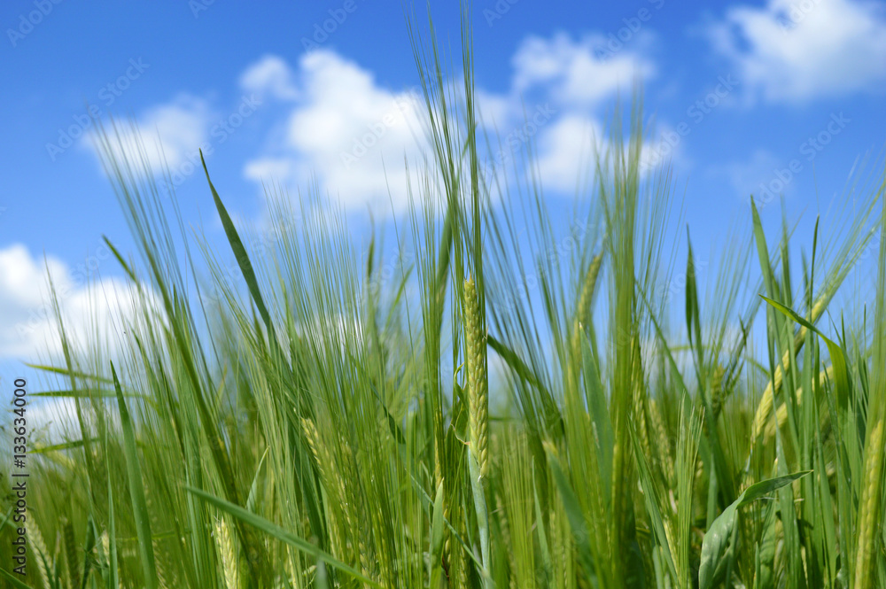 Barley Field