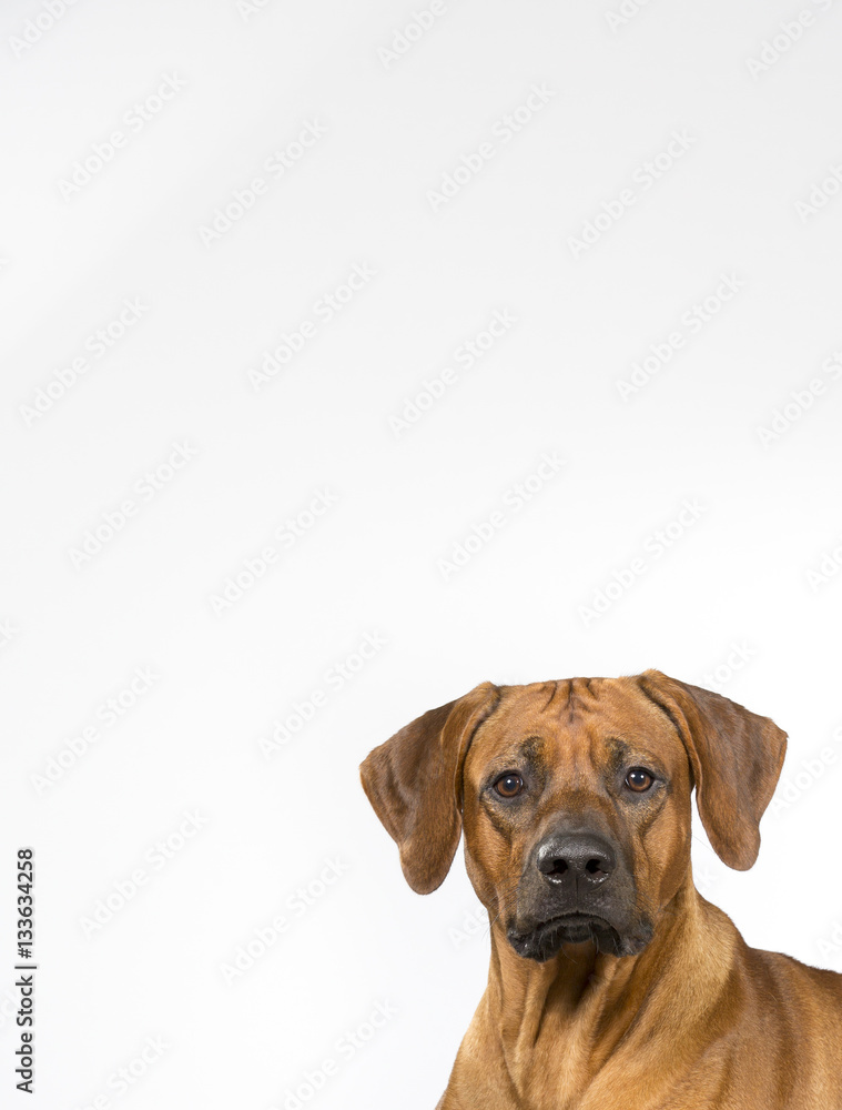 Dog portrait for copy space and banner use. The dog breed is Rhodesian dog.