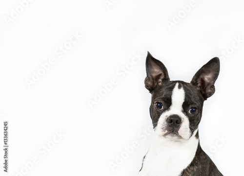 Dog portrait for copy space and banner use. The dog breed is Boston terrier.