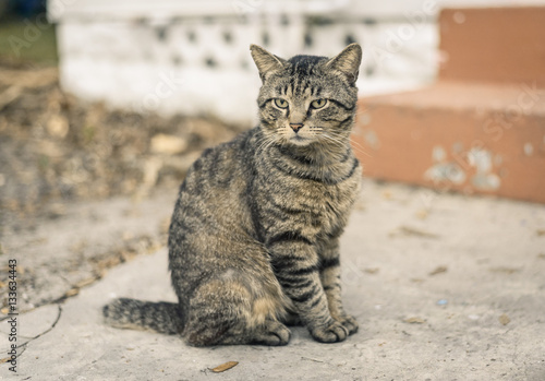 Tabby cat sitting on the cement street.