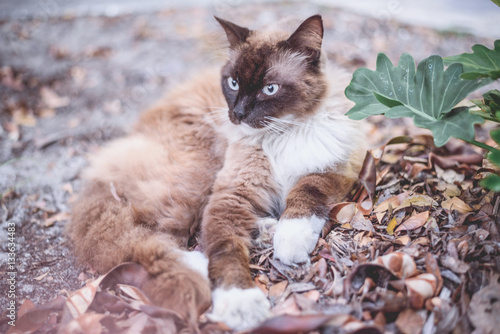 Snow shoes,ragdoll,siamese cat chilling on the street photo with