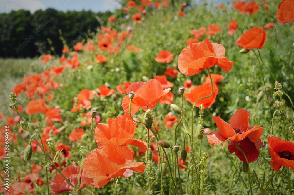 Fototapeta premium Poppy Seed Flowers