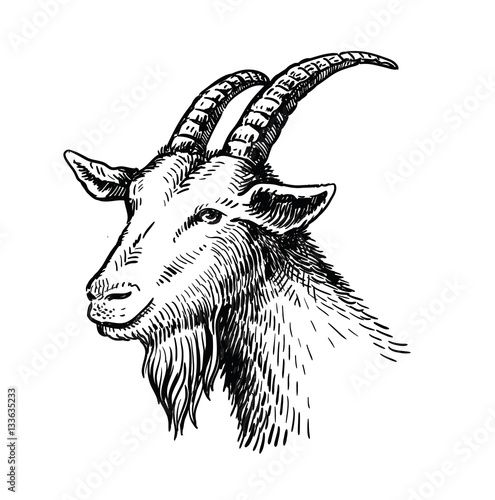 Leinwand Poster vector head of goat