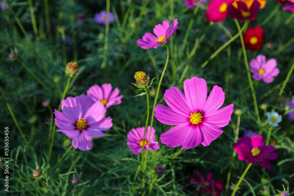 Pink Cosmos flowers in the garden, (Cosmos Bipinnatus) Pink Cosmos flowers in the garden, (Cosmos Bipinnatus)