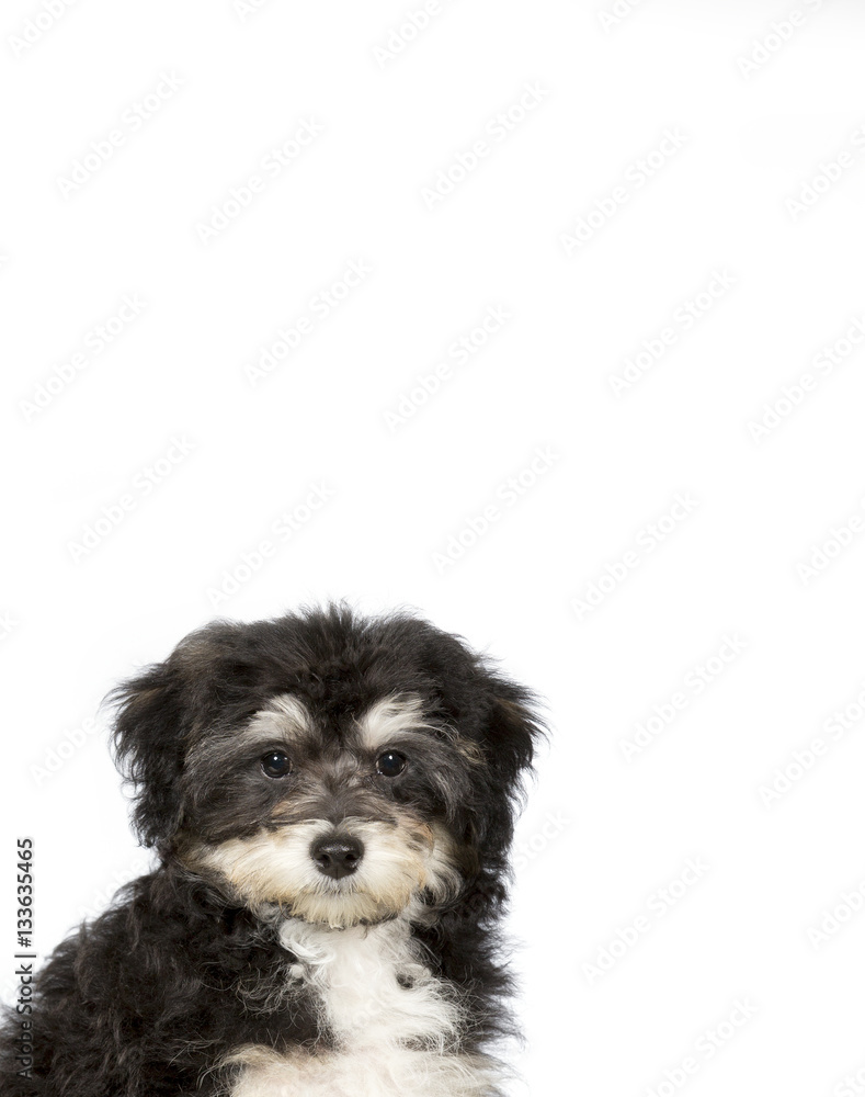 Puppy portrait for banner and copy space use. Young puppy dog isolated on white. Vertical image. Puppy portrait for banner and copy space use. Young puppy dog isolated on white. Vertical image.