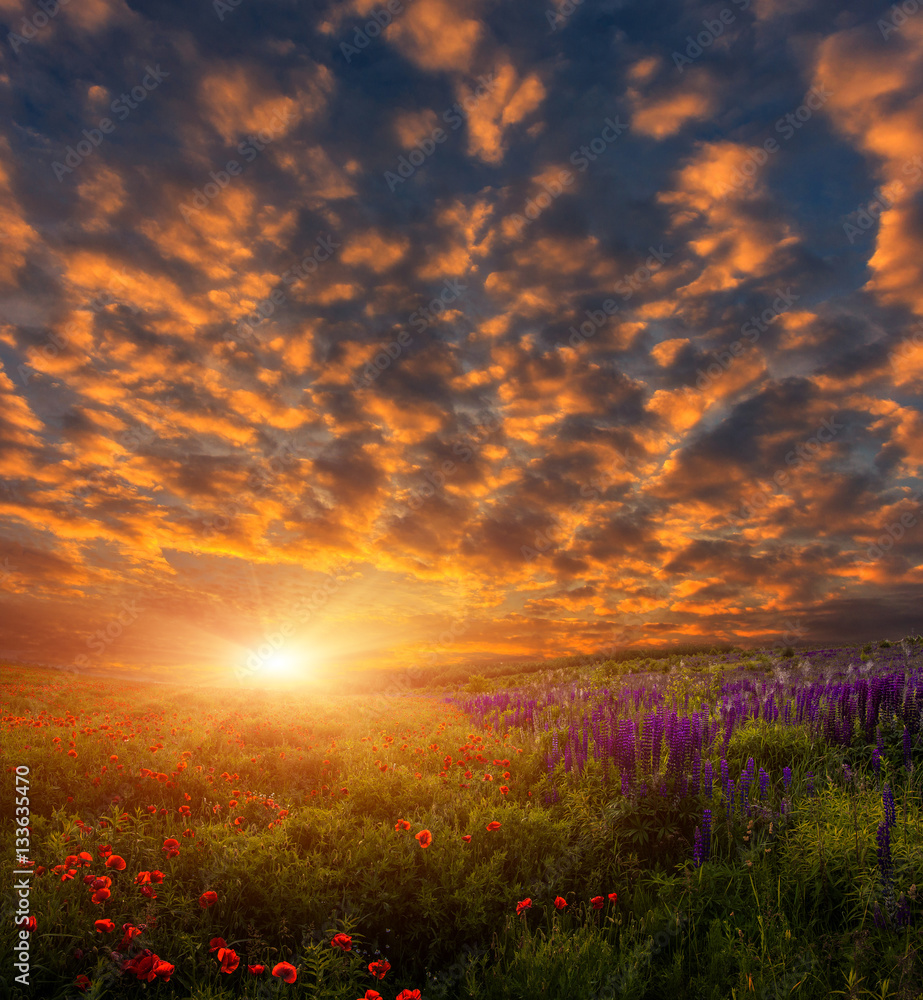 Fantastic colorful sunset at the poppy field. picturesque clouds on the sky 