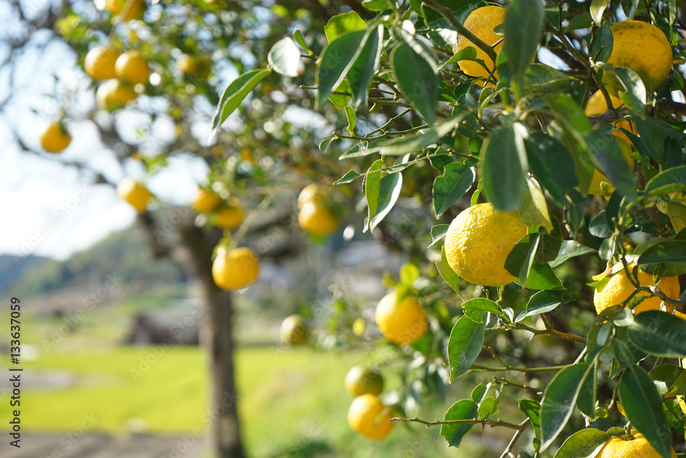 Fresh yuzu orange tree