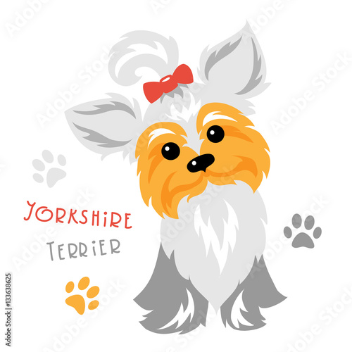 Cute funny dog silver blue and pale cream Yorkshire terrier breed sitting vector