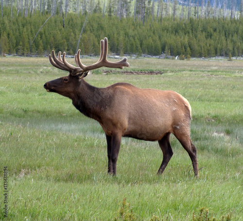 Wapiti Elk