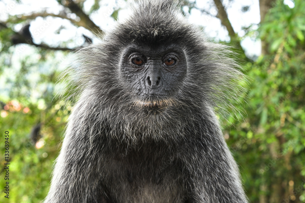Obraz premium Silvered leaf Monkey at Melawati Hill, Kuala Selangor, Malaysia.