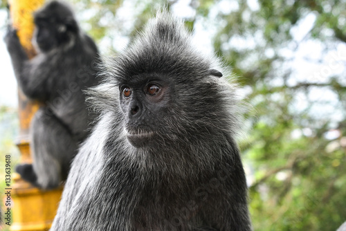 Canvas Print Silvered leaf Monkey at Melawati Hill, Kuala Selangor, Malaysia.