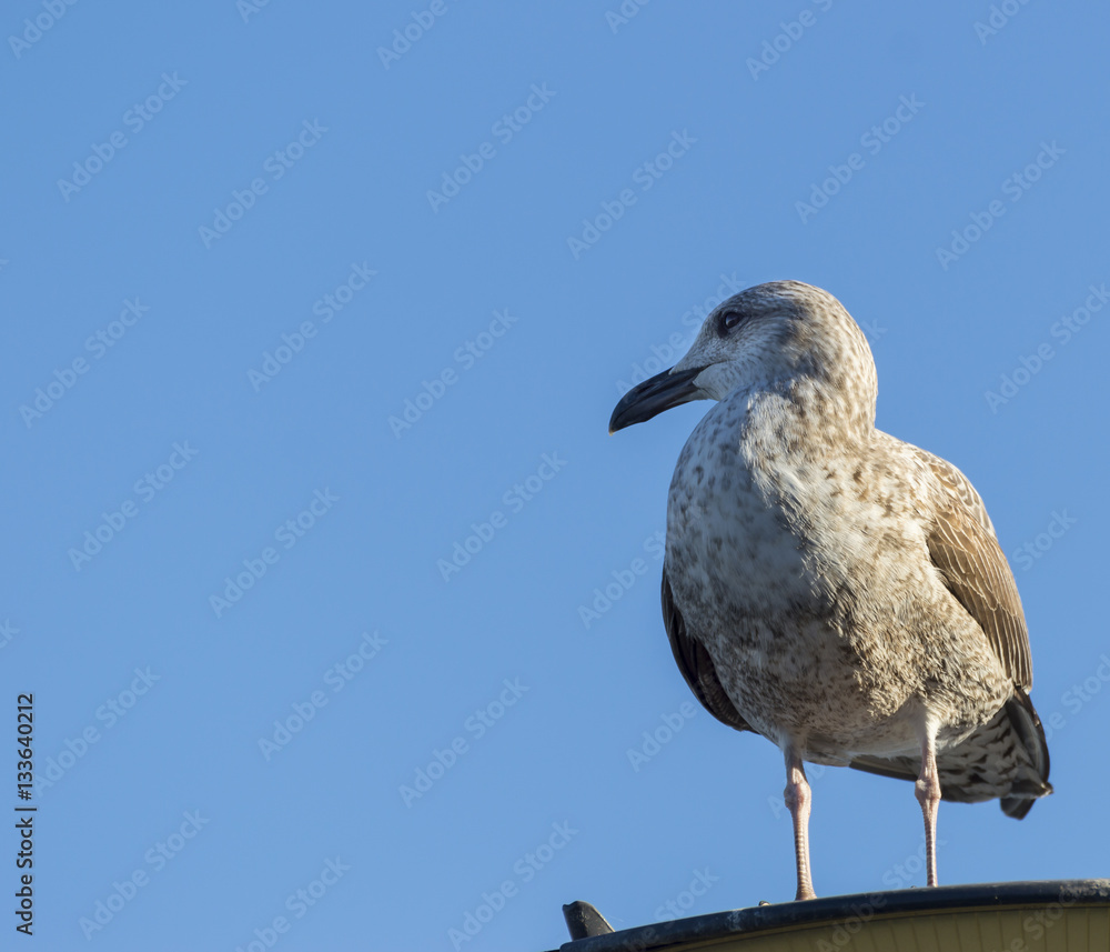 Obraz premium Juvenile herring gull perched
