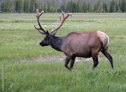 Wapiti Elk