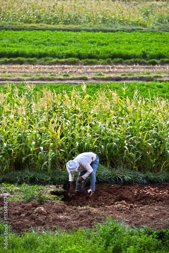 Self-sufficient labor-intensive farming in Morocco photo