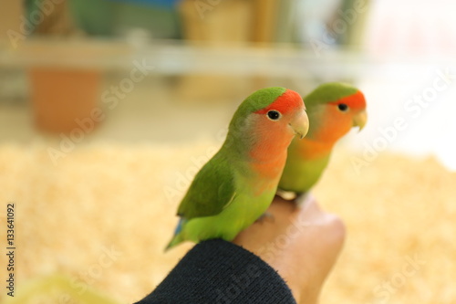 インコ