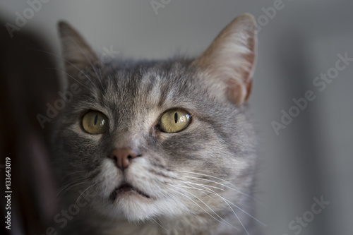 Curious tabby cat © Impact Photography