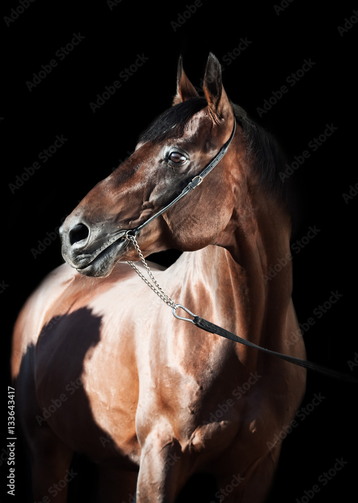 Obraz premium portrait of beautiful horse at black background