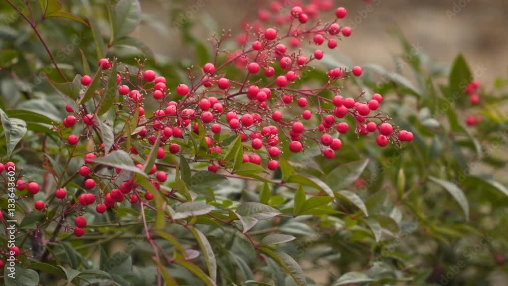 Branch with red berries. A bush with berries Branch with red berries. A bush with berries