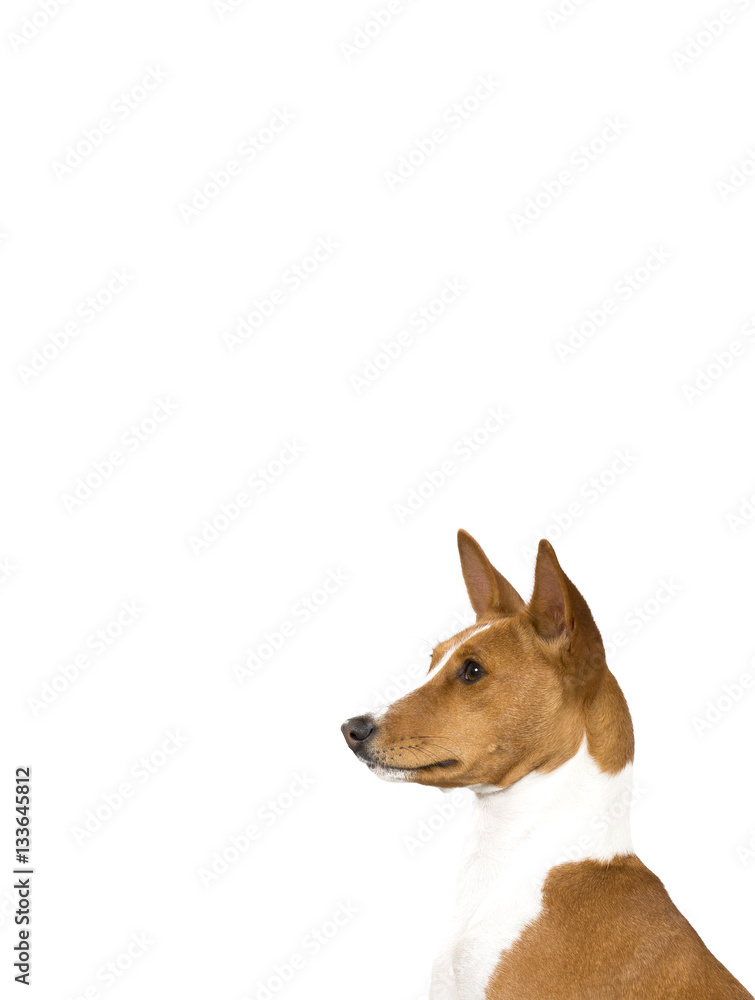 Basenji dog portrait. The dog isolated on white for copy space use Basenji dog portrait. The dog isolated on white for copy space use