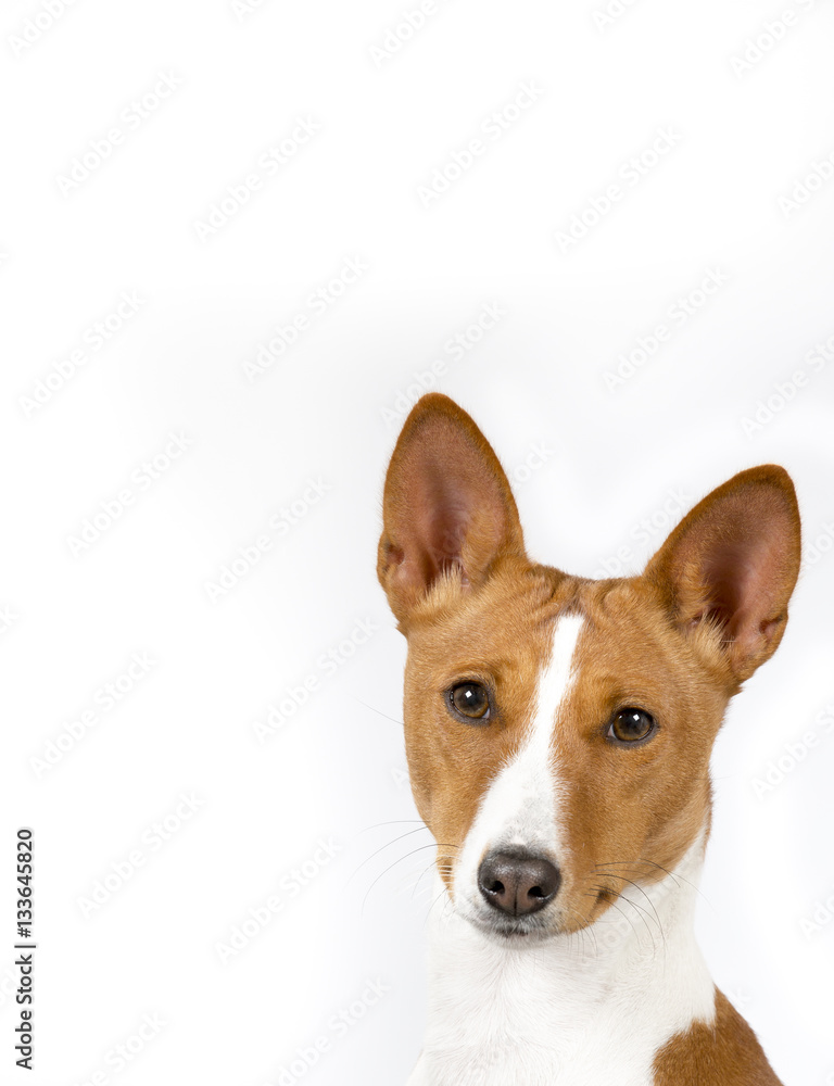Basenji dog portrait. The dog isolated on white for copy space use Basenji dog portrait. The dog isolated on white for copy space use