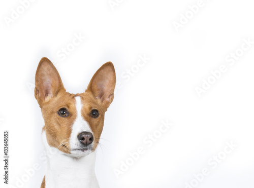 Basenji dog portrait. The dog isolated on white for copy space use