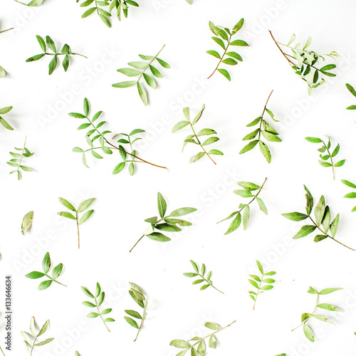 Green branches and leaves on white background. Flat lay  top view