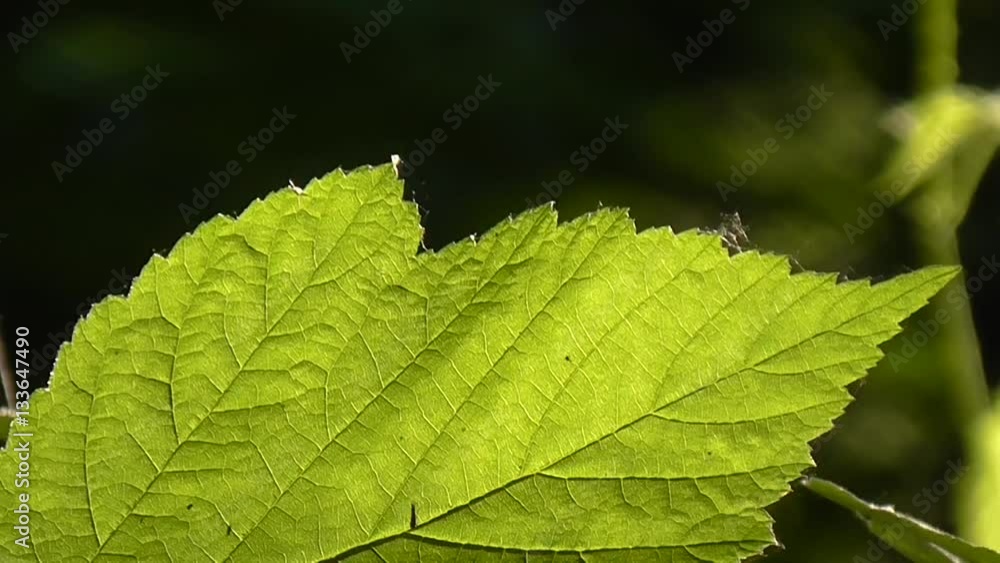 Sun through leaves. Vivid green leaves swaying in wind. Green leaves glow in the sun. Sun through leaves. Vivid green leaves swaying in wind. Green leaves glow in the sun.
