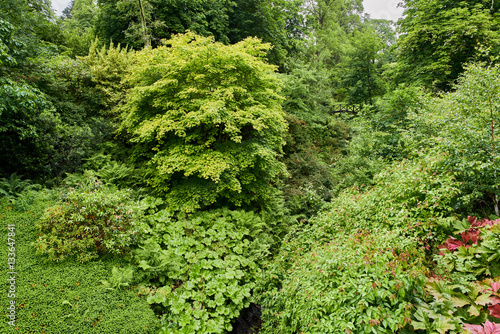 Fototapeta Naklejka Na Ścianę i Meble -  A wooden bridge nestled amongst the fresh wet green foliage of trees and shrubs.