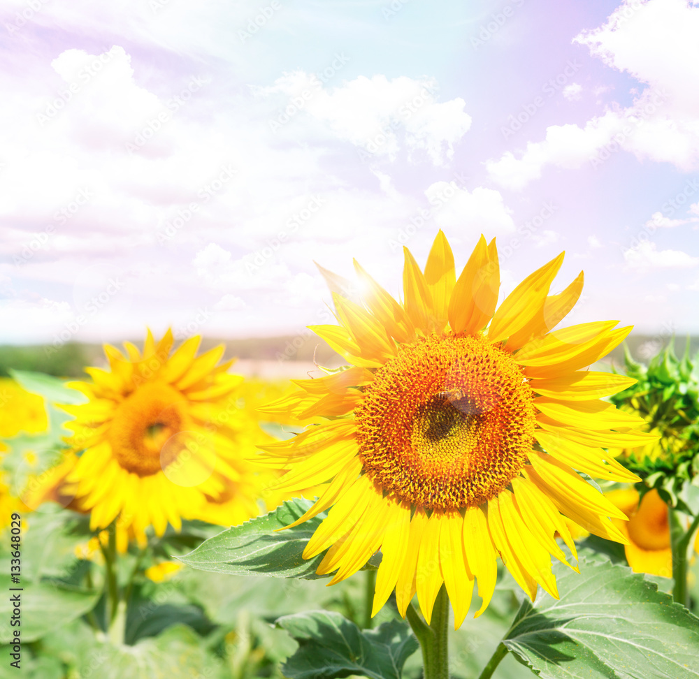 Field of fresh sunflowers at sunny summer day with blue sky and clouds, toned