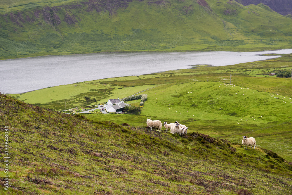 Sheep feeding on the green pastures on a remote farm near Dunvegan on the Isle of Skye, Scotland, UK.      