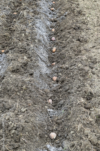 Wallpaper Mural Planting potatoes in the garden Torontodigital.ca
