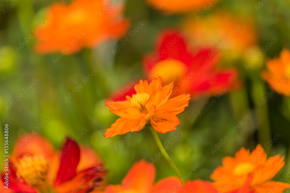Orange cosmos flower in the field with green background. Orange cosmos flower in the field with green background.
