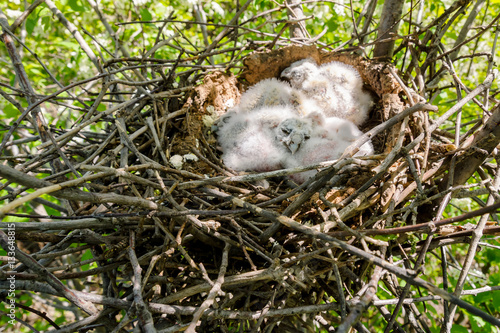 Long-eared Owl Little chicks in the nest