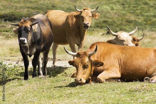 cows and calves grazing in green mountains in Galicia, Spain