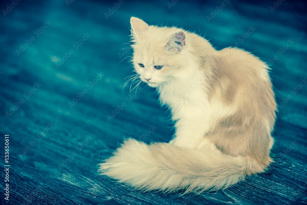 Fototapeta premium cat sit on the floor with dramatic tone