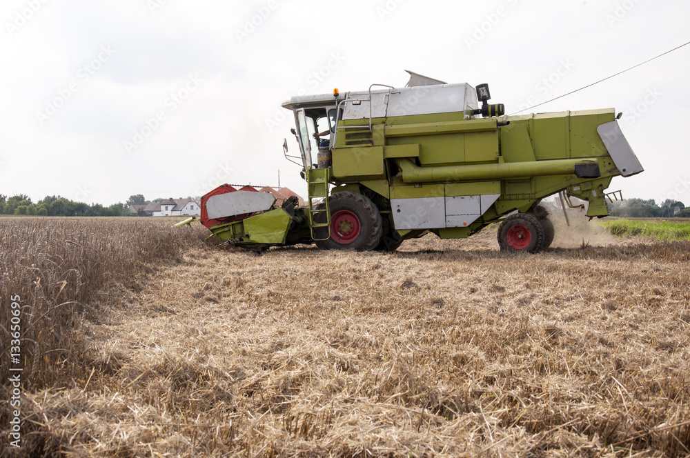 Obraz premium Combine harvesting crops